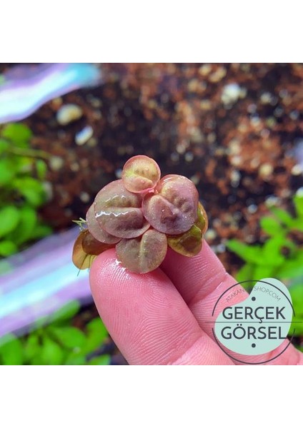 Phyllanthus Fluitans Su Üstü Canlı Bitki modelleri