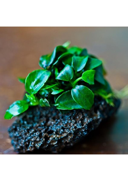 Anubias Petite Saksı Canlı Bitki