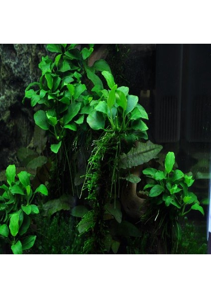 Anubias Petite Saksı Canlı Bitki fiyatları