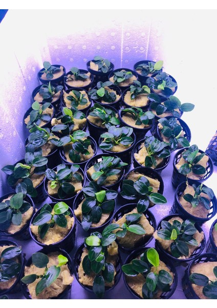 Anubias Petite Saksı Canlı Bitki modelleri