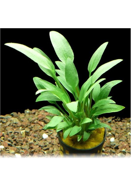 Cryptocoryne Walkeri Saksı Canlı Bitki
