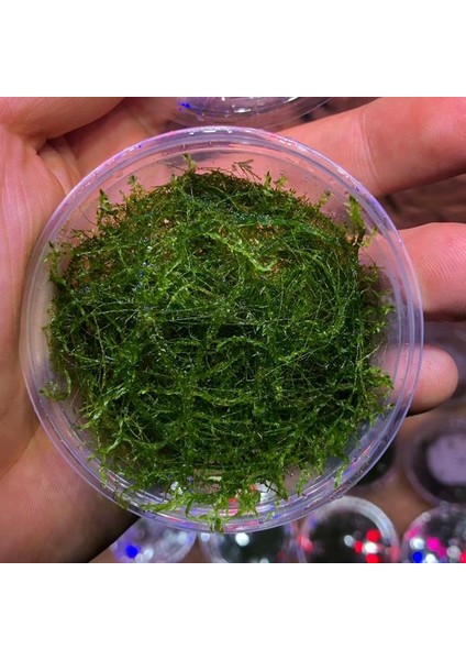 Stringy Moss Kutu Canlı Bitki