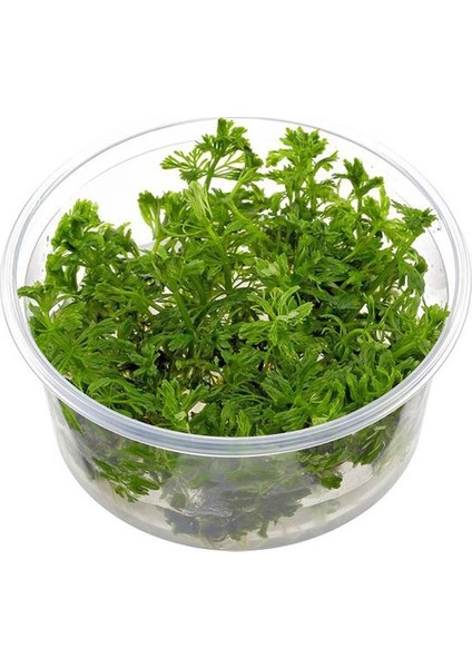 Limnophila Sessiliflora In Vitro Canlı Bitki fiyatları