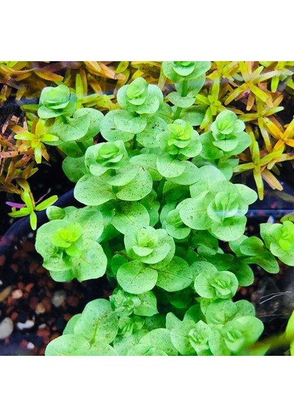 Rotala Indica Green Saksı Canlı Bitki