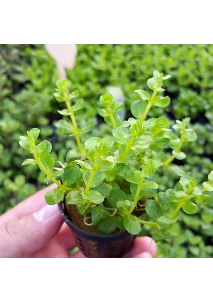 Rotala Indica Green Saksı Canlı Bitki fiyatları