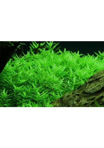 Rotala Indica Green Saksı Canlı Bitki modelleri