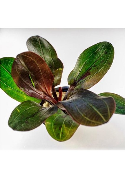 Echinodorus Hadi Red Pearl Saksı Canlı Bitki