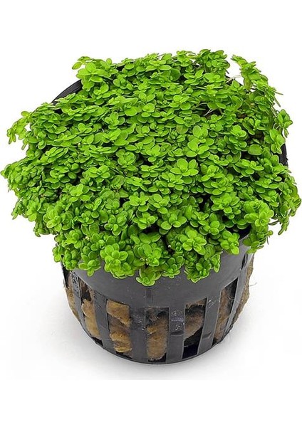 Hemianthus Callitrichoides 'cuba' In Vitro Cup Canlı Bitki