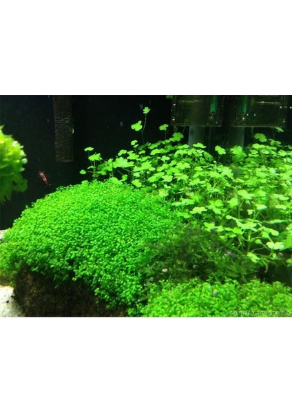 Hemianthus Callitrichoides 'cuba' In Vitro Cup Canlı Bitki