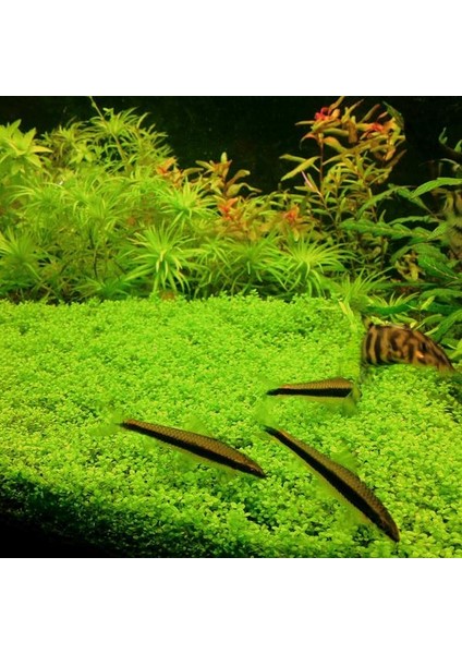Hemianthus Callitrichoides 'cuba' In Vitro Cup Canlı Bitki