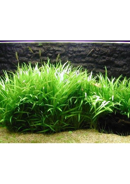 Echinodorus Latifolius Xingu Saksı Canlı Bitki