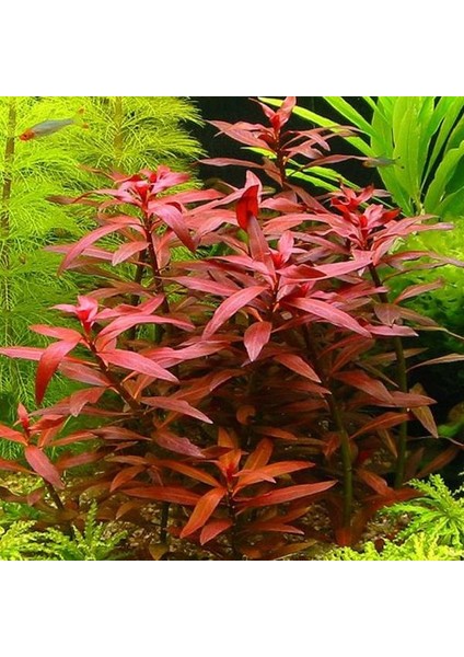 Ludwigia Peruensis Saksı Canlı Bitki