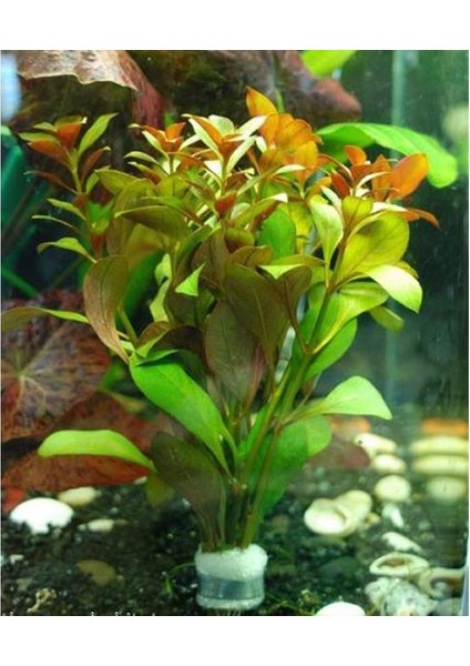 Ludwigia Peruensis Saksı Canlı Bitki fiyatları