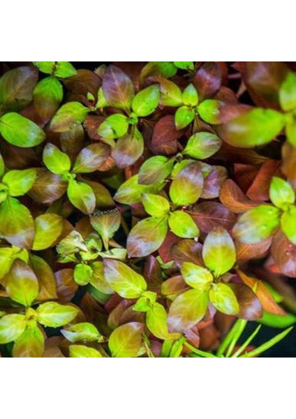 Ludwigia Peruensis Saksı Canlı Bitki modelleri