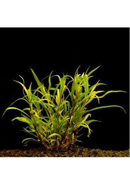 Hygrophila Lacustris Saksı Canlı Bitki