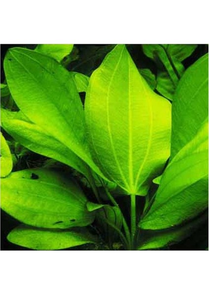 Echinodorus Cordifolius Saksı Canlı Bitki