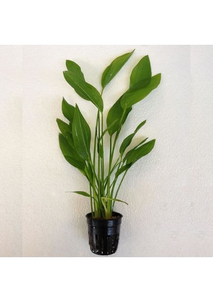 Echinodorus Argentinensis Saksı Canlı Bitki