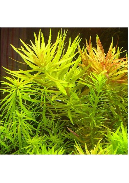 Limnophila Aromatica Saksı Canlı Bitki