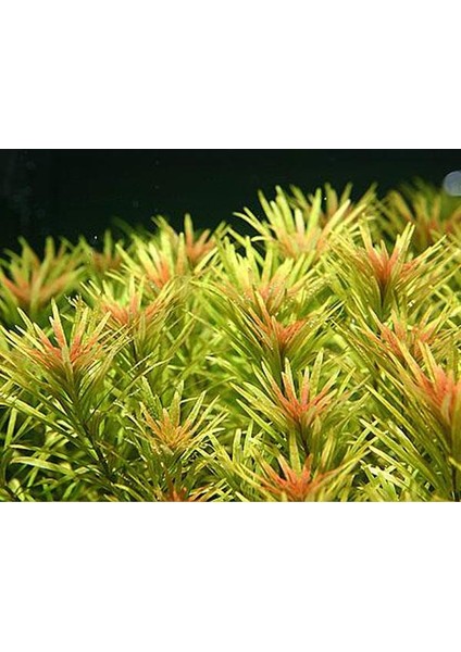 Limnophila Aromatica Saksı Canlı Bitki fiyatları