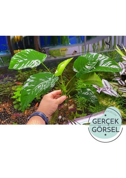 Anubias Broad Leaf 6-8 Yapraklı Canlı Bitki Xl