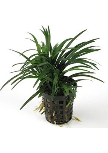 Ophiopogon Pusillus Saksı Canlı Bitki