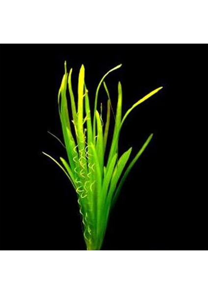 Vallisneria Spiralis Saksı Canlı Bitki