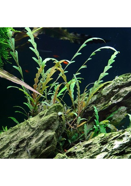 Hygrophila Pinnatifida In Vitro Canlı Bitki