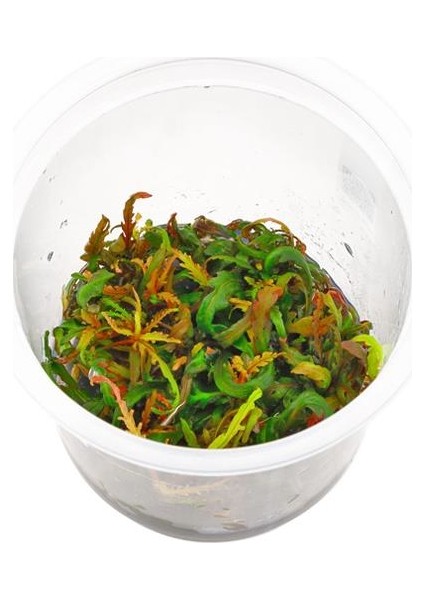 Hygrophila Pinnatifida In Vitro Canlı Bitki fiyatları