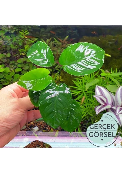 Akvaryum Bitkileri Anubias Broad Leaf 6-7 Yapraklı Canlı Bitki M