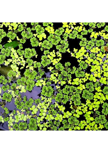 Azola Su Üstü Canlı Bitki