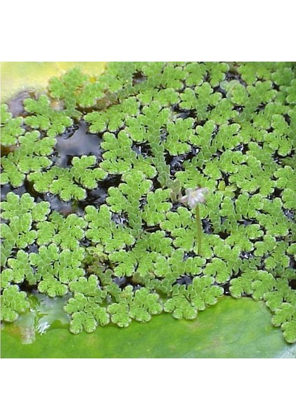 Azola Su Üstü Canlı Bitki fiyatları