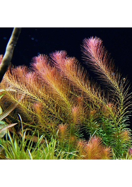 Rotala Wallichii Saksı Canlı Bitki
