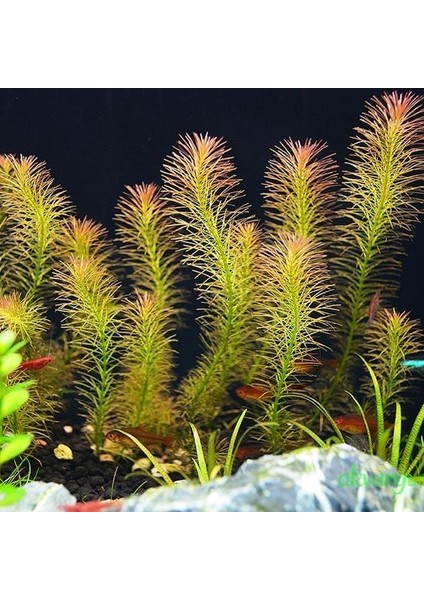 Rotala Wallichii Saksı Canlı Bitki fiyatları