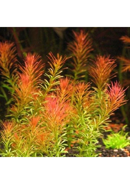 Rotala Wallichii Saksı Canlı Bitki modelleri