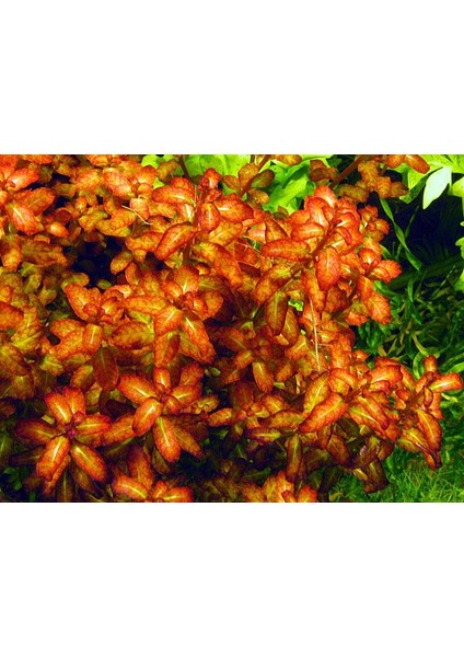 Ludwigia Senegalensis Guinea Saksı Canlı Bitki