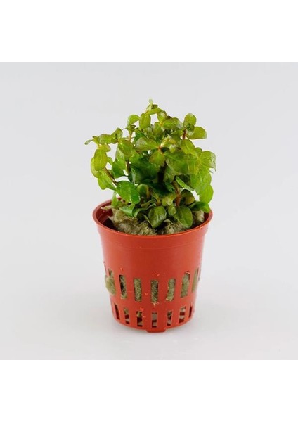 Ludwigia Senegalensis Guinea Saksı Canlı Bitki fırsatları