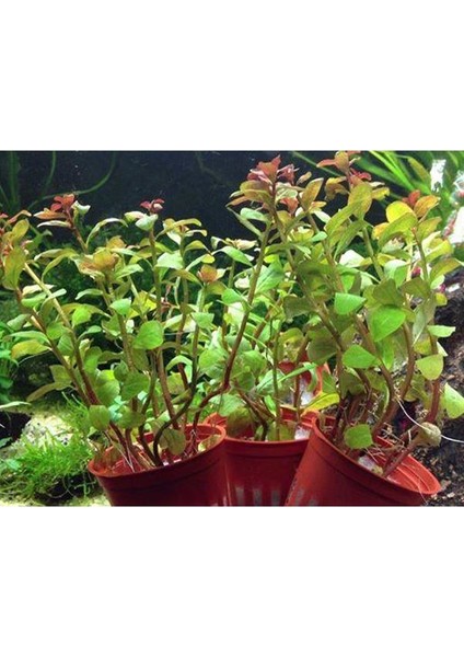 Ludwigia Senegalensis Guinea Saksı Canlı Bitki indirimleri