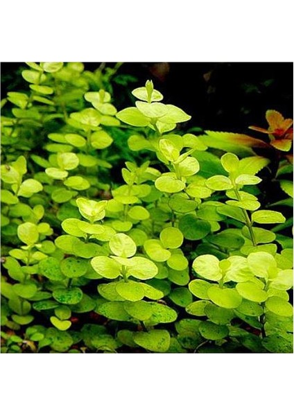Lysimachia Nummularia Aurea Saksı Canlı Bitki