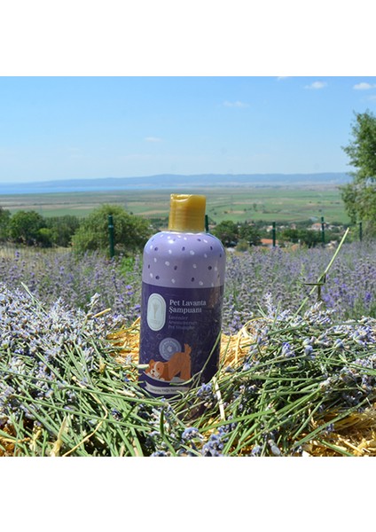 Gallipoli Lavender Lavanta Yağlı Pet Şampuanı 400 ml x 3 adet