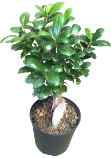 Ficus Microcarpa Bonsai 30-40 cm