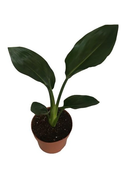 Strelitzia Reginae Starliçya Cennet Kuşu Ev ve Ofis Bitkisi