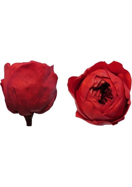 Rose Amor Özel Şoklanmış Gül XlSolmayan Gül