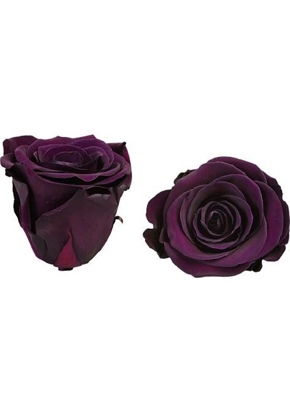 Rose Amor Mor Mini Şoklanmış Gül