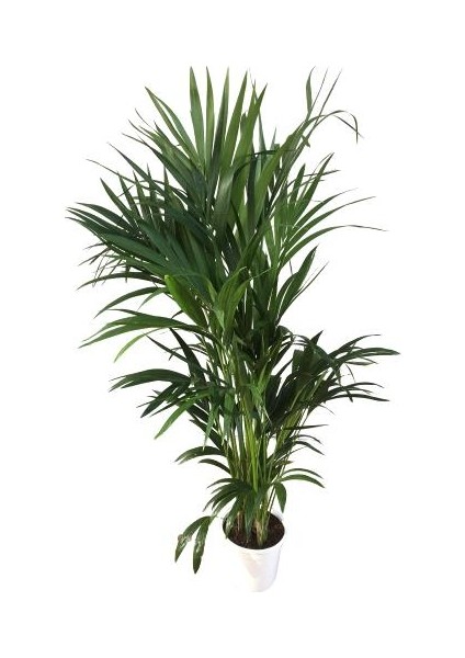 Armenbotanik Howea Forsteriana | Kentia Palmiyesi 24cm Ø H:180