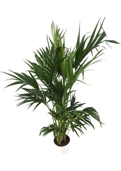 Armenbotanik Howea Forsteriana | Kentia Palmiyesi 24cm Ø H:180 fiyatları