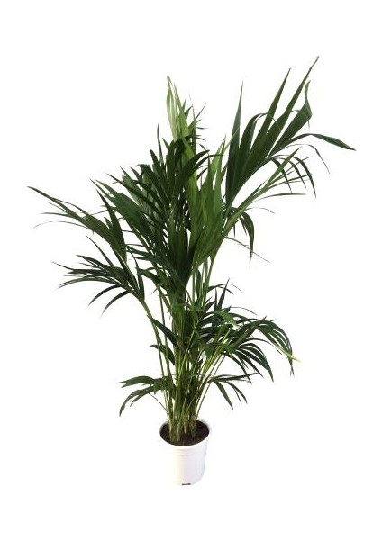 Armenbotanik Howea Forsteriana | Kentia Palmiyesi 24cm Ø H:180 modelleri