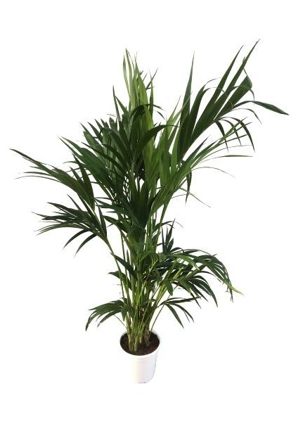Armenbotanik Howea Forsteriana | Kentia Palmiyesi 24cm Ø H:180 fırsatları