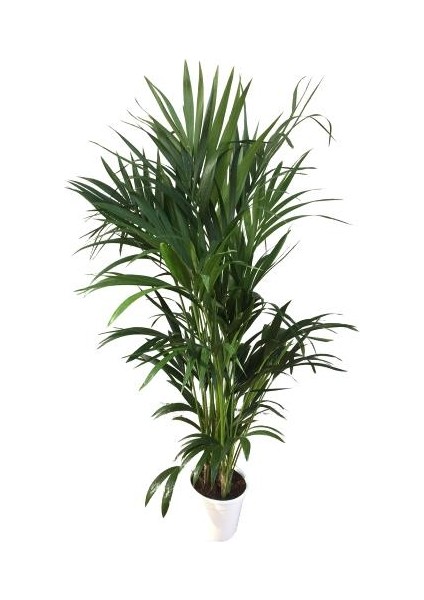 Armenbotanik Howea Forsteriana | Kentia Palmiyesi 24cm Ø H:180 indirimleri
