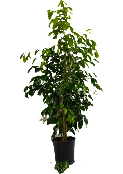 Bitki Fidanım Ficus Benjamina-Benjamin Bitkisi 80-100 cm