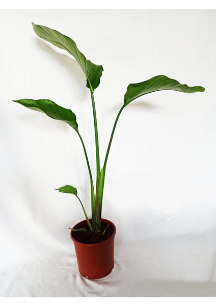 Beyaz Cennet Kuşu (Starliçe) 60-80 cm